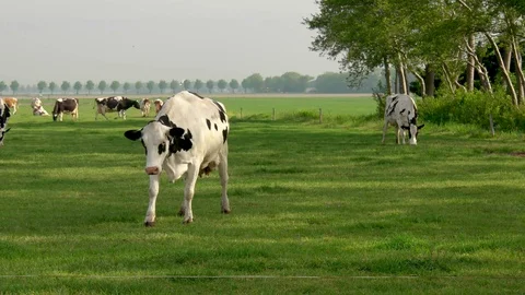 Dutch group of cows outside during sunny Spring weather in the Netherlands Stock Footage 130139613