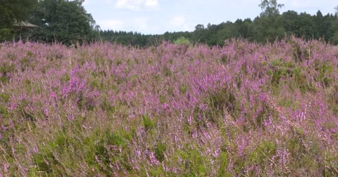 Dutch heathland in bloom - low angle. Stock Footage 67091198