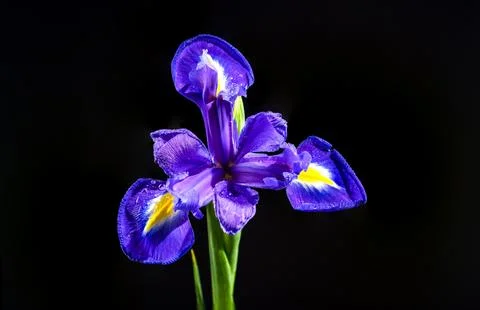 Dutch iris on a black background Stockfoto's