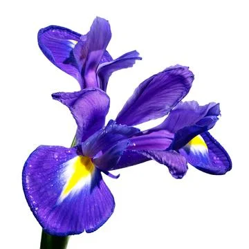 Dutch iris on a white background Foto stock