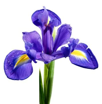 Dutch iris on a white background Foto stock