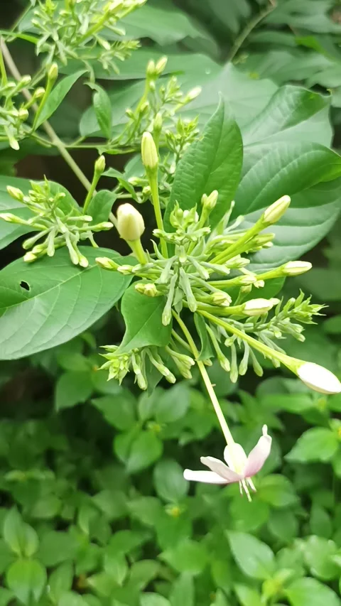 Dutch jasmine Stock Footage 232653286