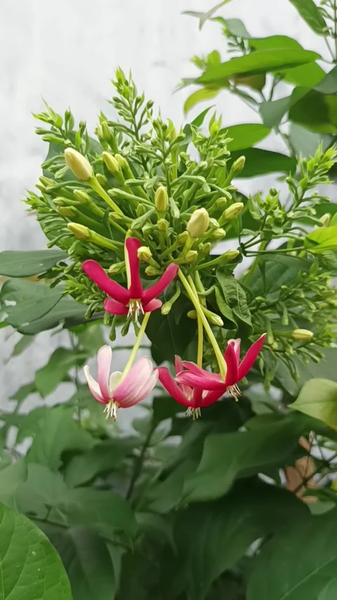 Dutch jasmine Stock Footage 232826271