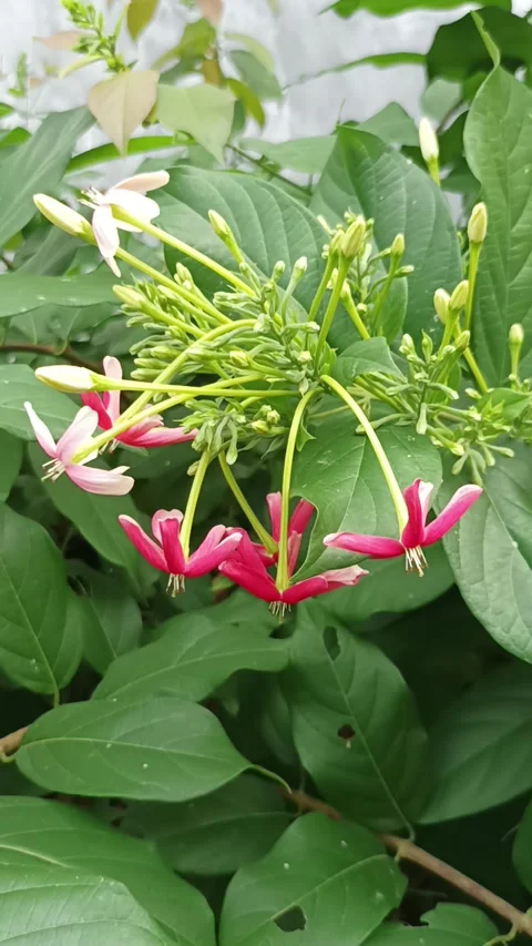 Dutch jasmine Stock Footage 232826273