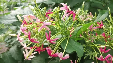 Dutch jasmine Video stock 233083160