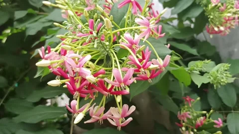 Dutch jasmine Stock Footage 233083169