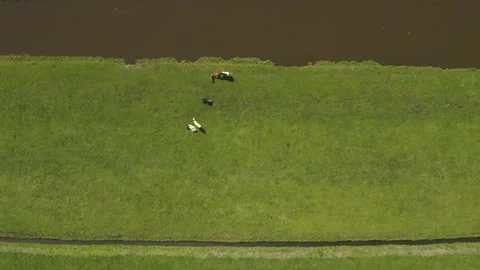 Dutch Landscape from above Stock Footage 156504878