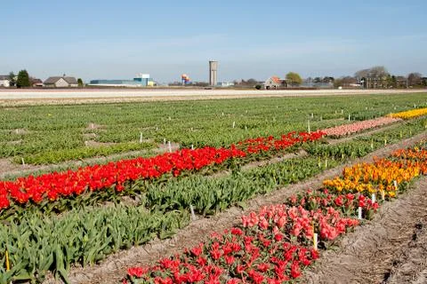 Dutch landscape, bulb fields with white tulips Foto stock