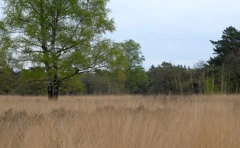 Dutch landscape on a cloudy day in spring Stock Photos