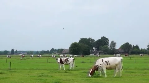 Dutch landscape with cows Stock Footage 11148292