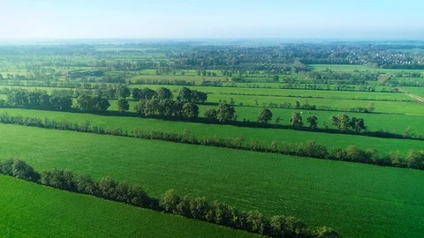 Dutch Landscape: Flat Green Fields with Cattle – Friesland, Holland – 4K Drone Video stock 126837682