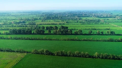 Dutch Landscape: Flat Green Fields with Cattle – Friesland, Holland – 4K Drone Stock-Footage 126837695