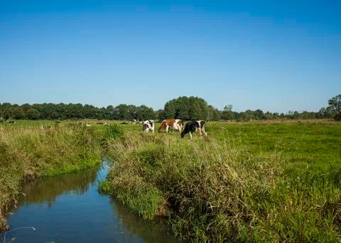 Dutch landscape Stock Photos