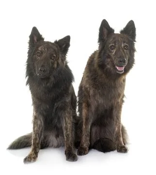 Dutch Long haired shepherds Stock Photos