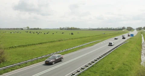 Dutch N road with cows in the background overcast day Stock Footage 189341890