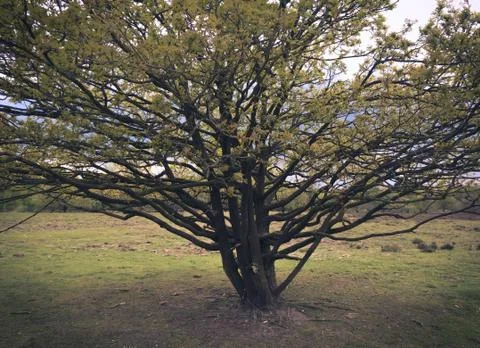 Dutch Nature Stock Photos
