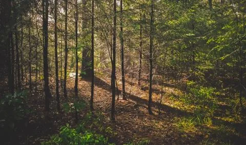 Dutch Nature Stock Photos