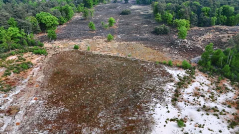 Dutch nature restoration efforts. Video stock 308952453