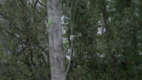 Dutch NS train passing, and Rose-ringed parakeet perched on a branch Stock Footage 253199343