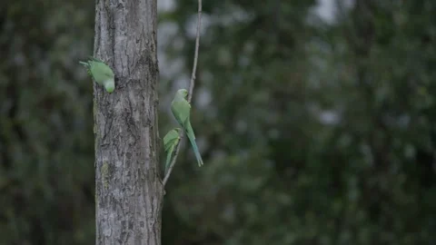 Dutch NS train passing in bg; Rose-ringed parakeet preening on a tree Stock Footage 253217508