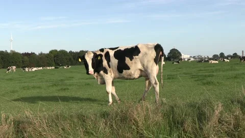 Dutch pied cow Video stock 165324976