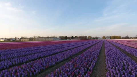 Dutch purple flowers forward hover over slow movement with blue sky shot by dron 動画素材 128385462
