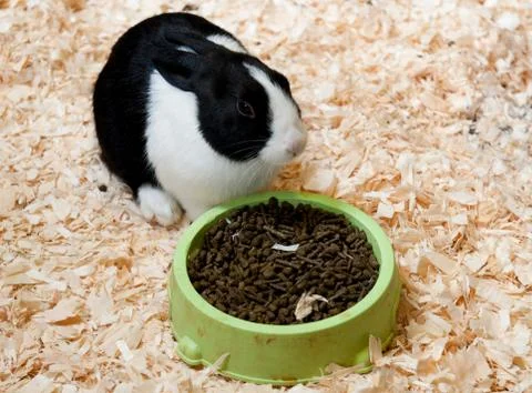 Dutch rabbit Stock Photos