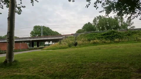 Dutch Rail Elegance: Passing Train Video stock 201441649