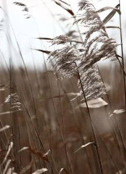 Dutch reed Stock Photos
