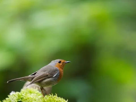 Dutch Robin Stock Photos