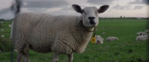 A Dutch sheep eating  動画素材 224889796