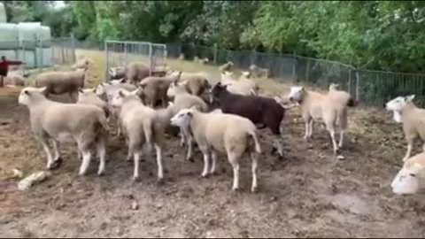Dutch Sheep Farm Stock Footage 146579320
