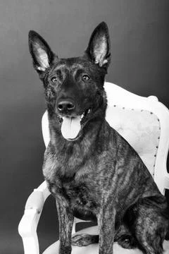 Dutch shepherd on black background studio posing portrait Stock Photos