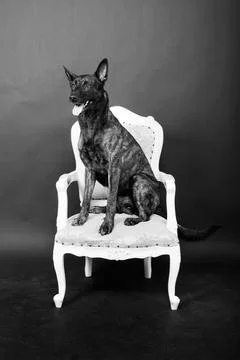 Dutch shepherd on black background studio posing portrait Stock Photos
