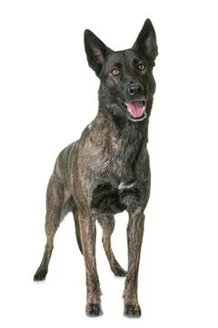 Dutch shepherd in studio Stock Photos
