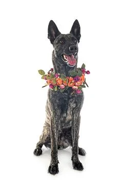 Dutch Shepherd in studio Stock Photos