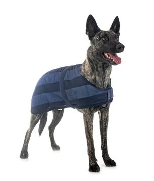Dutch Shepherd in studio Stock Photos