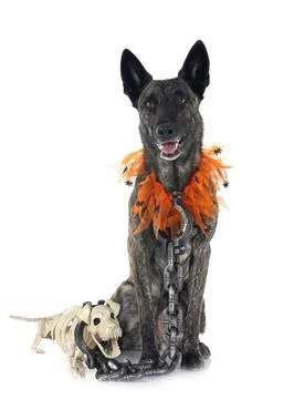 Dutch Shepherd in studio Stock Photos
