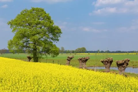 Dutch spring  landscape with rapeseed willows and tree Foto stock