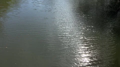 Dutch Spring Nature Scene with Reflective Pond and Wildlife 스톡 동영상 334150373
