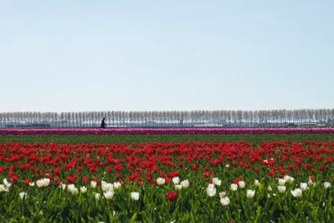 Dutch springtime landscape with tulip fields Stock Photos