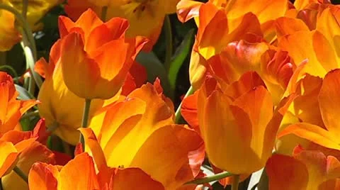 Dutch tulip border orange - full screen background Stock Footage 22302726