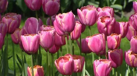 Dutch tulip border pink  - full screen  background Stock Footage 22302580