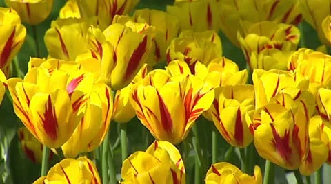 Dutch tulip border, yellow with red stripes - full screen background Stock Footage