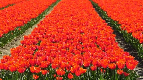 Dutch tulip field Stock Footage 88957413