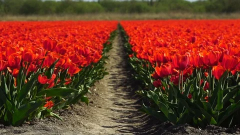 Dutch tulip field Stock Footage 88987663