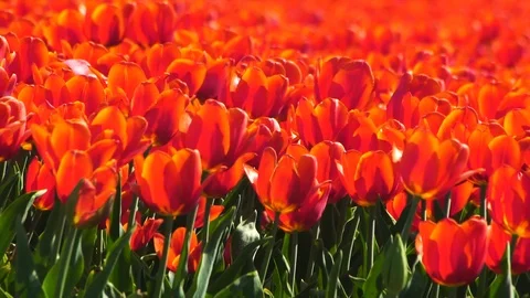 Dutch tulip field Stock Footage 88987669