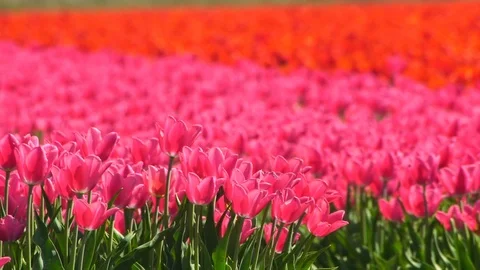 Dutch tulip field Stock Footage 88987671