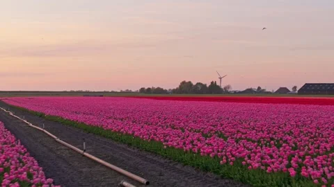 Dutch tulip fields captured from above during sunset hour Stock Footage 313157407