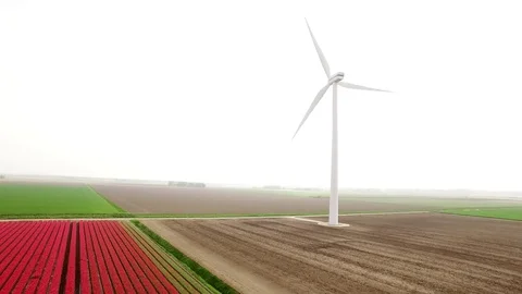 Dutch Tulip Fields 스톡 동영상 75562488